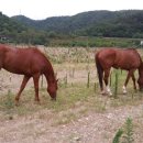 쌍계목장 이미지