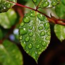 행복한 나무 이미지