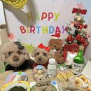 꼬리별펫케이크 이미지