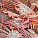 강구 해월횟집 앞 | 영덕 대게 맛집 추천 신항만횟집 수율