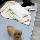 꼰띠고애견펜션1