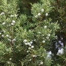 향나무로 이미지