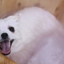 꾸미애견 이미지
