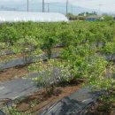 선운 농장 이미지