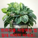 여왕호프