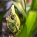 카멜레온 이미지