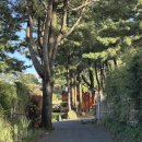 제주 엠버퓨어힐 숙소(포레스트 가든 더블) 후기… 여기 진짜 제주 그 자체였어요 🌿