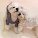 시우스쿨링 대화 이미지