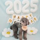 미미애견 이미지