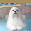 하나행운켄넬 이미지