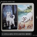 하랑교육 | [동물힐링숲아카데미]강아지 언어로 들어보는 속마음 | 애니멀 커뮤니케이터 하랑 펫 마음 카드 후기