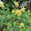 나무와창 이미지