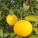 김정남농장 이미지