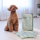 본아페티 | 강아지 저알러지 사료로 눈물자국에도 좋은 본아페티 플러스 후기