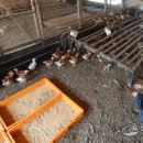 화성양계장 이미지