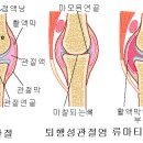 ★ 하이퍼 고함량 초록닢 홍합. 이미지