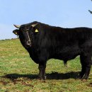 한우유전자원컨설팅 | 일본이 사라지게 한 ‘흑우(黑牛)’의 흔적과 한국 소의 뿌리