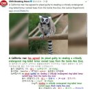 #CNN #KhansReading 2019-05-21 A California man has agreed to plead guilty to stealing a ring-tailed lemur 이미지