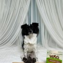 둥이네 농장 | 와그(wag) 캥거루큐브 후기🦘