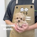 왕자약국 | 말티푸분양[왕자님]&#39;토토&#39;