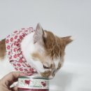 더펫샵(압량점) 이미지