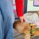늘보목장 | 제주 일기 옮겨 쓰기