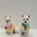 마이미미 반려견미용실 이미지