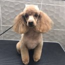 와니동물병원 이미지