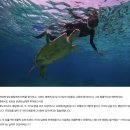 샹그릴라자산관리 | 보홀여행 후기/ 발리카삭 호핑 조인C 로 다녀가신 분들의 보홀여행 후기