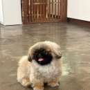 셀럽도기 이미지