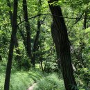 금강수변공원 숲바람장미원 이미지