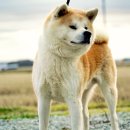 파트라슈 이미지