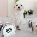 멍디저트 이미지