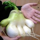 반송2동-17 이미지