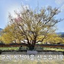 시목공원 | [구례 계척마을 산수유 시목지] 산수유 축제의 시작, 할머니 나무