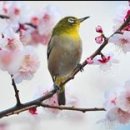 새들(鳥類)의 노래＜14＞ 이미지