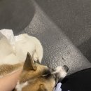 꽃길만 걷개 이미지