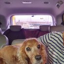 아진동물병원 이미지