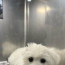 허동물약국 이미지