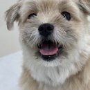 반려담애견유치원 이미지