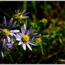 연곡해변 이미지