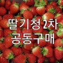 많이 구매할수록 저렴해지는 딸기청 공구 & 가벼워지지길 원하면 후르츠티 공구 이미지