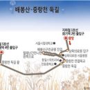 도심속에작은야생화