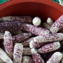 화강농장 이미지