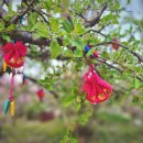 가수원네거리(전통시장 입구) 이미지