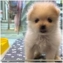 도그메리트 강아지 이미지