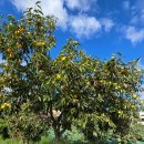 문전성시 장수오리 이미지