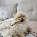 때빼고 광나개 | 때빼고광나개 사수동 애견미용실, 포메 곰돌이컷
