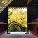 적천사 - 1735 | [청도 적천사] 천년의 시간을 품은 은행나무, 가을속으로 물들다,,