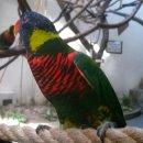 레인보우 앵무 이미지